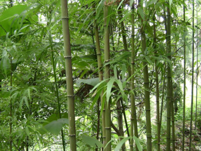 國(guó)家林業(yè)和草原局國(guó)家發(fā)展改革委關(guān)于印發(fā)《“以竹代塑”主要產(chǎn)品名錄（2025年版）》的通知